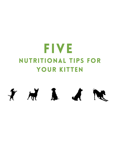 Five Nutritional Tips For Your Kitten