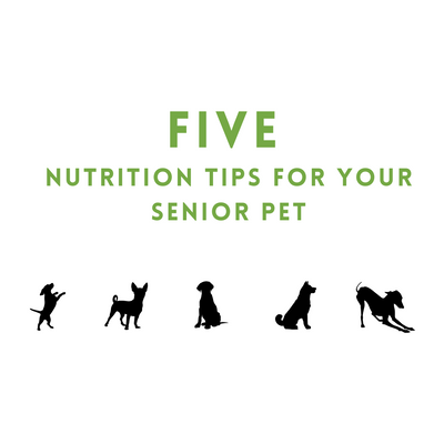 Five Nutritional Tips for Your Senior pet