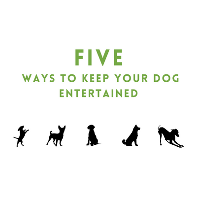 Five Ways to Keep Your Dog Entertained