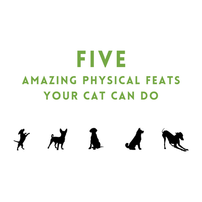 Five Amazing Physical Feats Your Cat Can Do