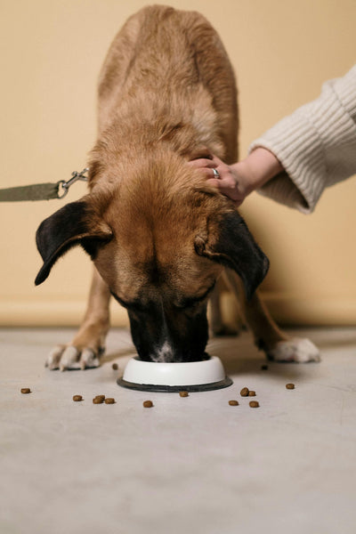 Why Most Commercial Dog Food Is Failing Your Pet