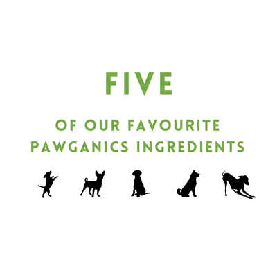 Our Top Five Favourite Ingredients in Pawganics