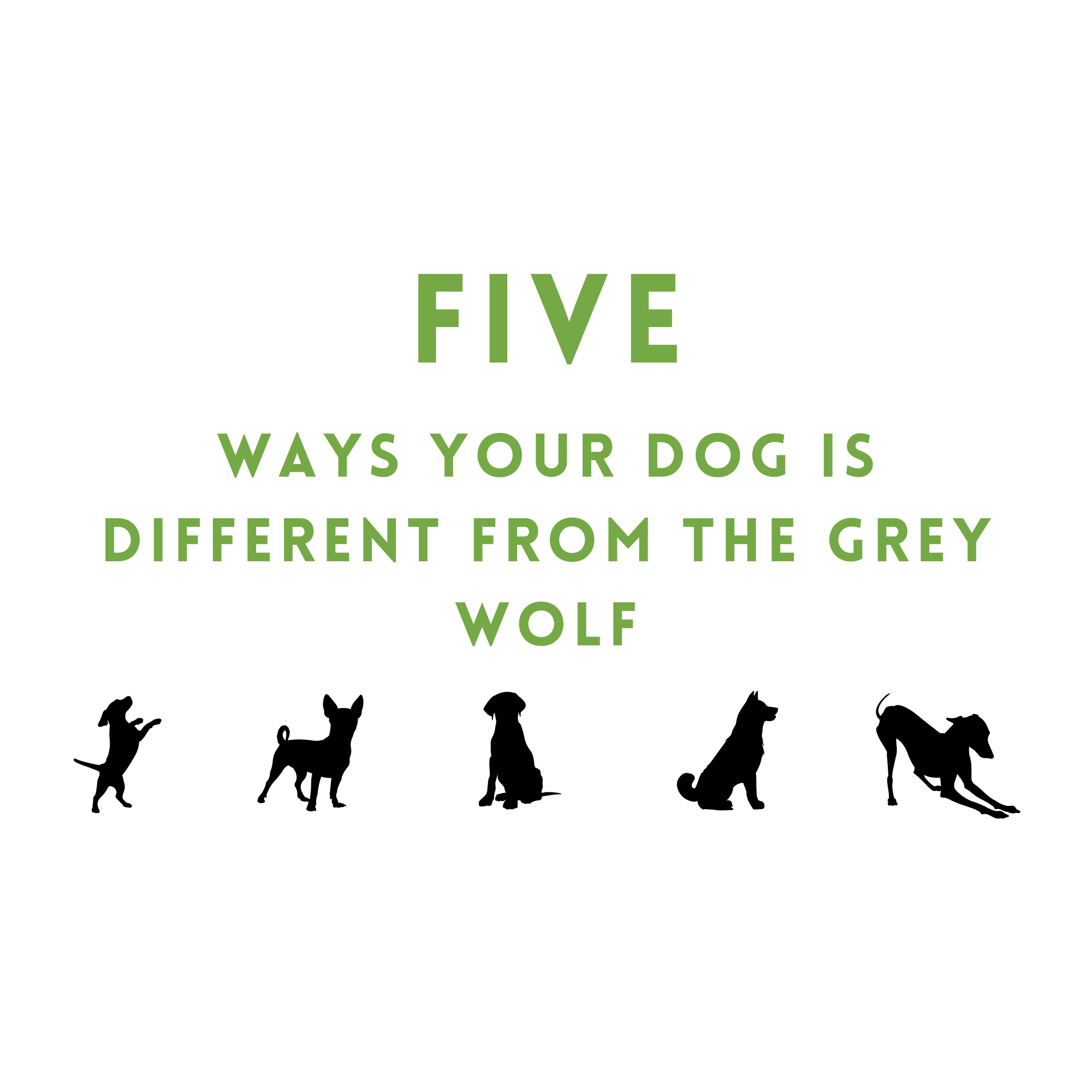 Five Ways Your Dog is Different From the Grey Wolf