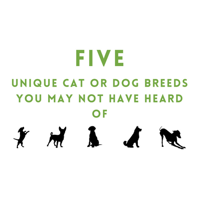 Five Unique Cat or Dog Breeds You May Not Have Heard Of