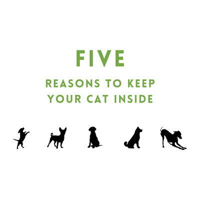 Five Reasons to Keep Your Cat Inside