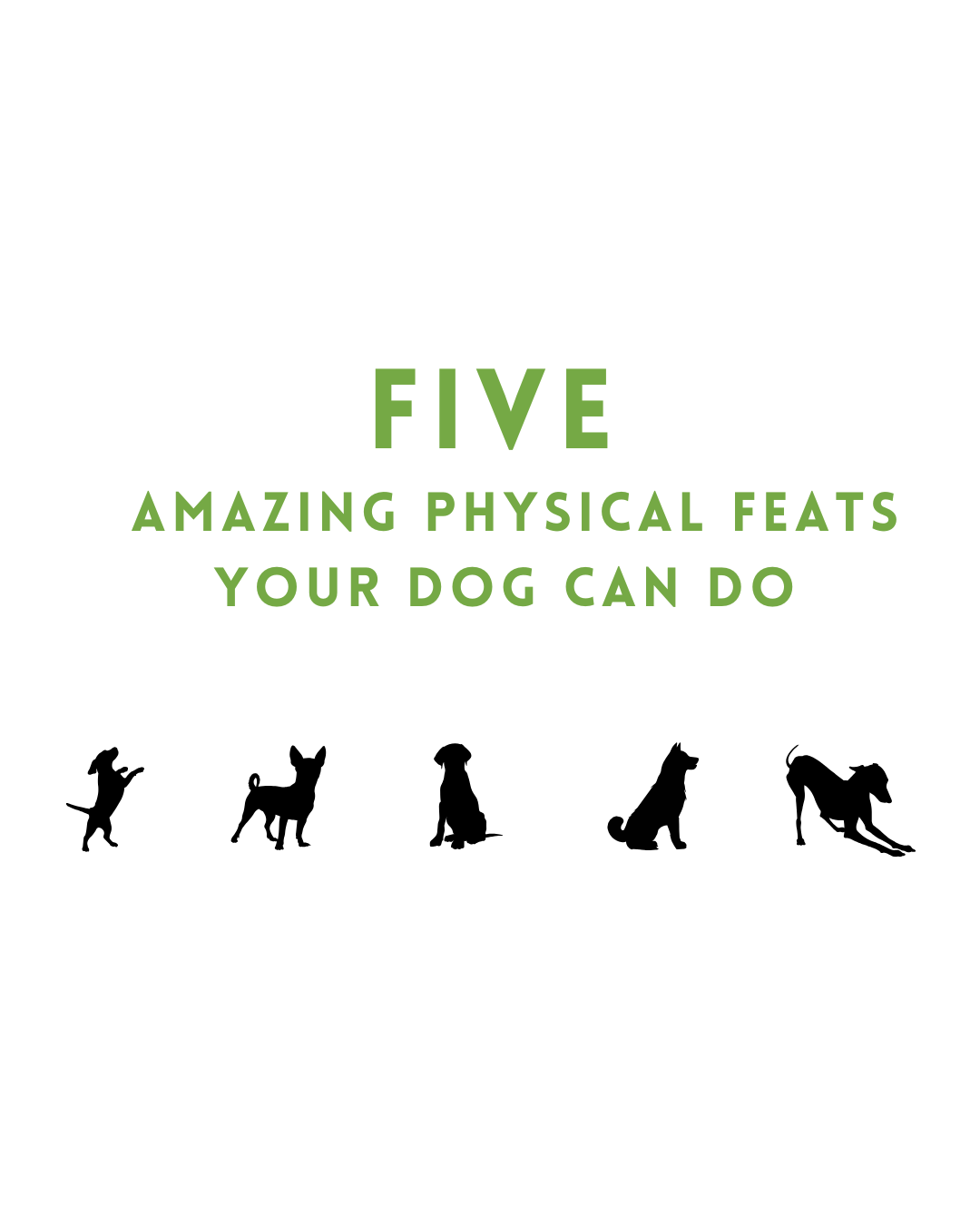 Five Amazing Physical Feats Your Dog Can Do