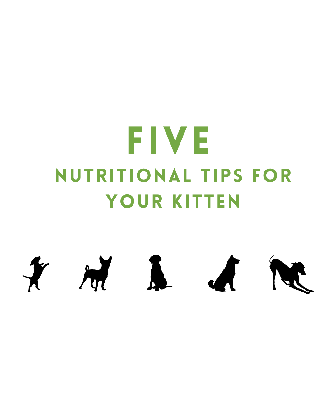 Five Nutritional Tips For Your Kitten