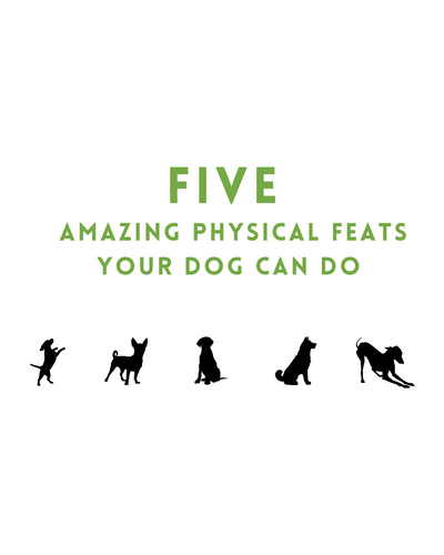 Five Amazing Physical Feats Your Dog Can Do