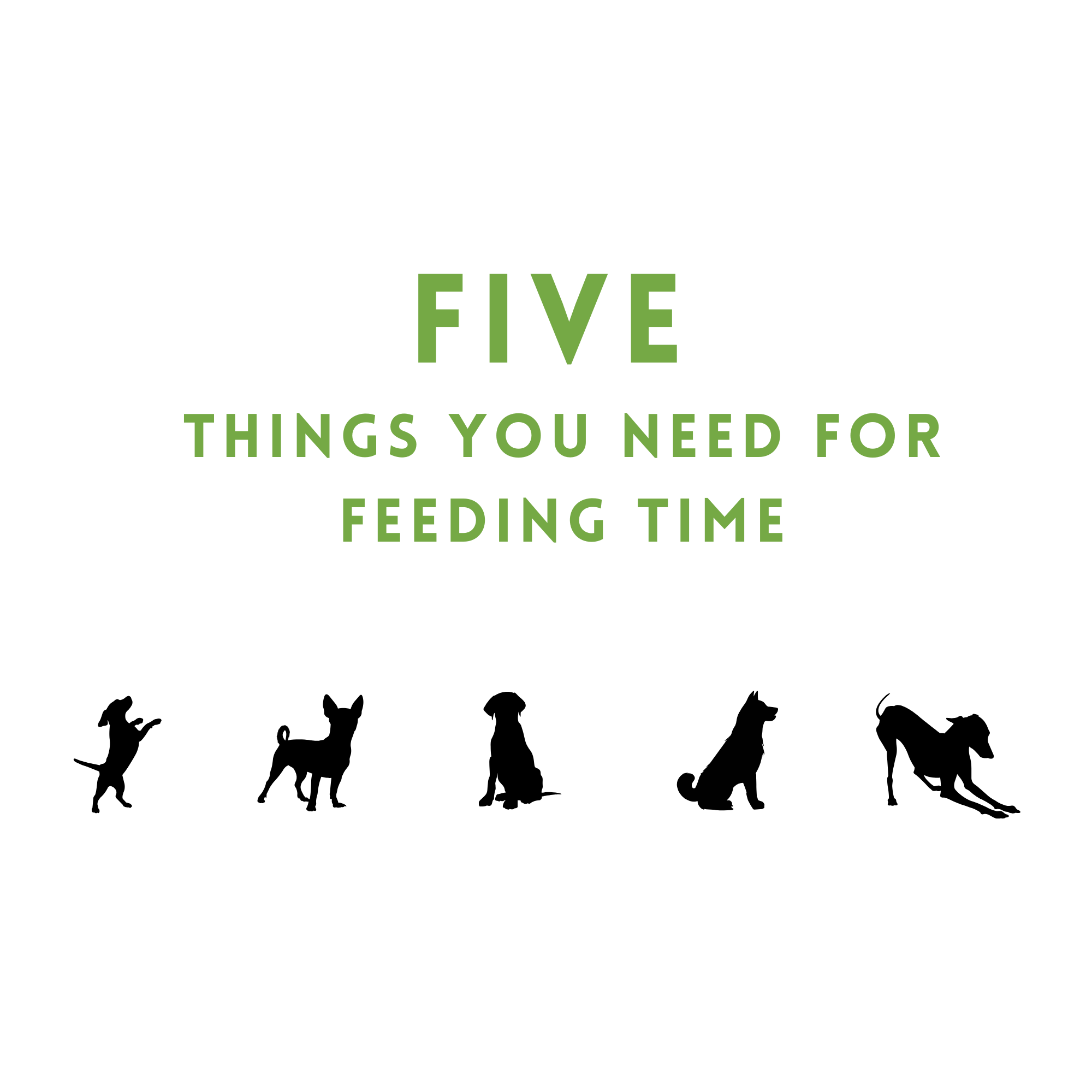 Five Things You Need for Feeding Time