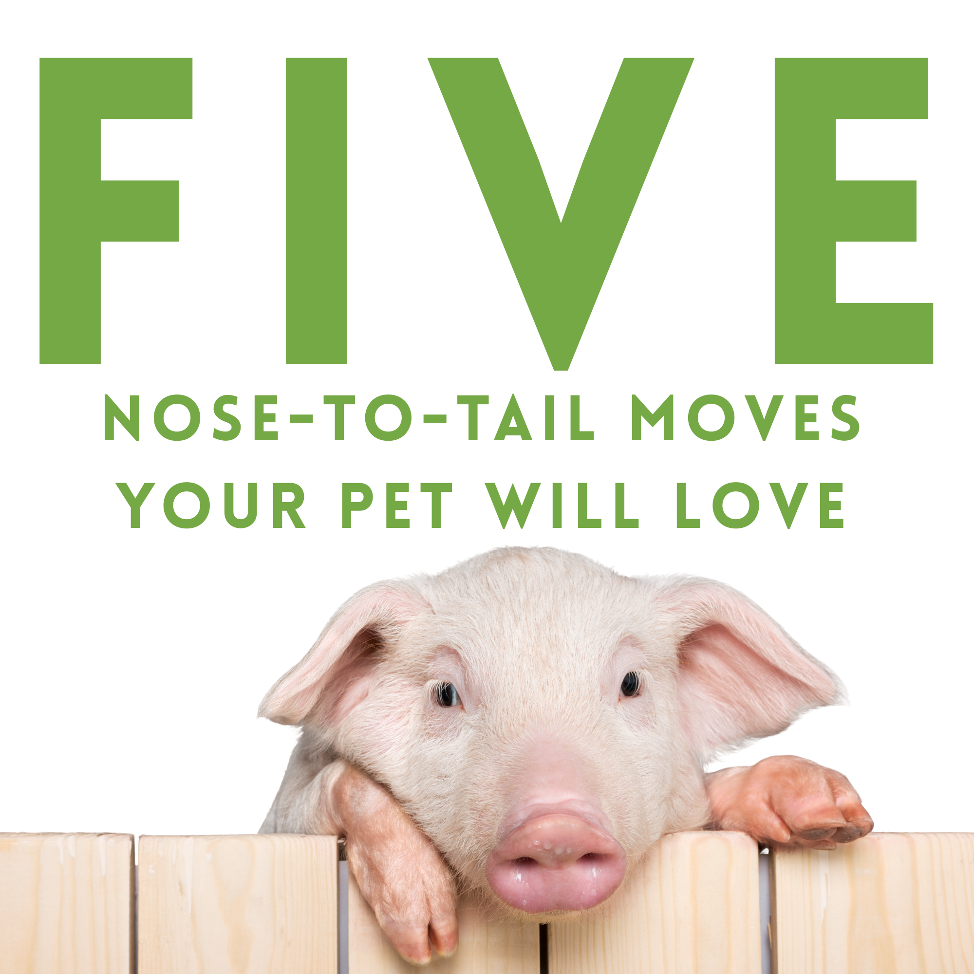 Five Nose to Tail Moves Your Pet Will Love