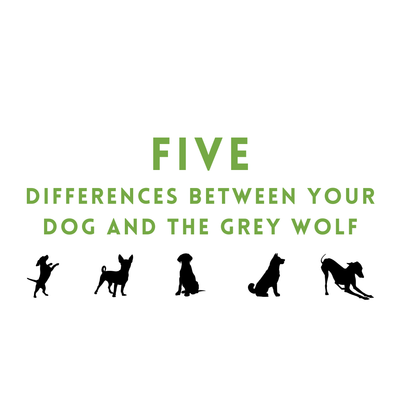 Five Differences Between Your Dog and the Grey Wolf