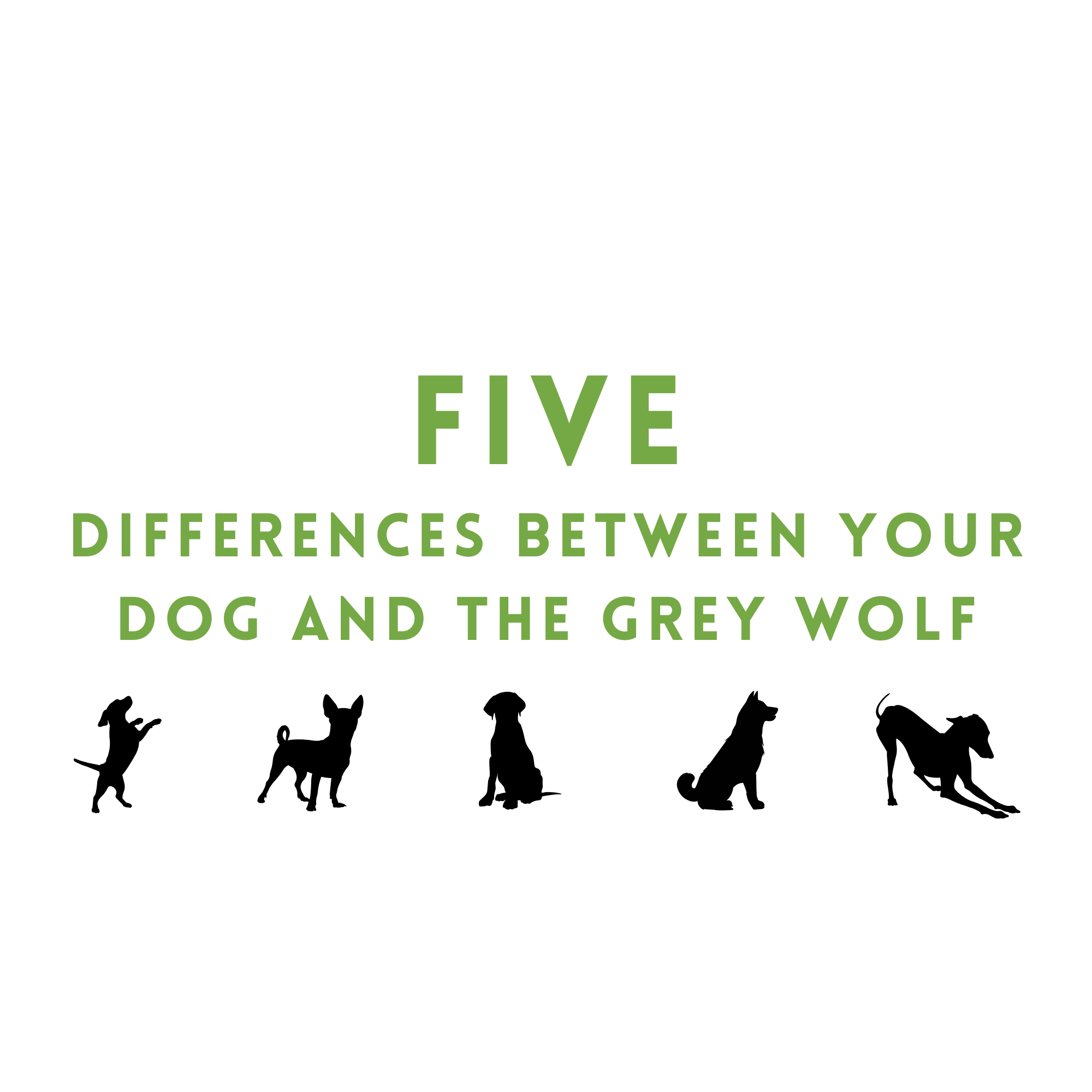 Five Differences Between Your Dog and the Grey Wolf