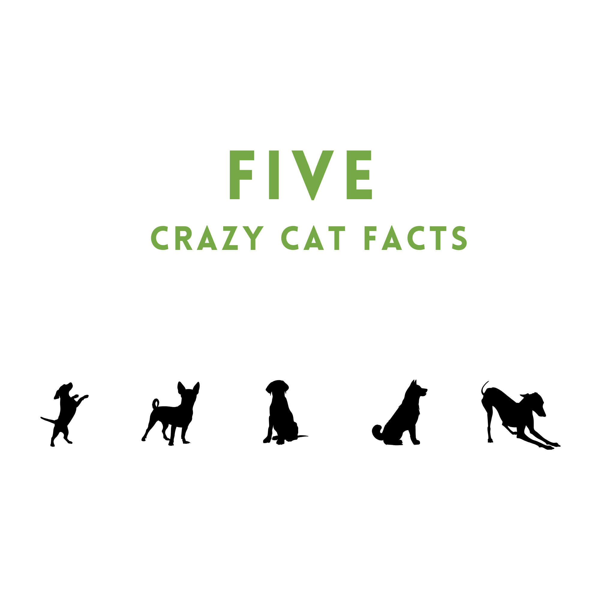 Five Crazy Cat Facts