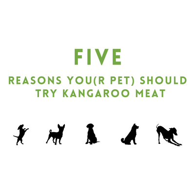 Five Reasons You(r pet) Should Try Our Kangaroo Pet Meals