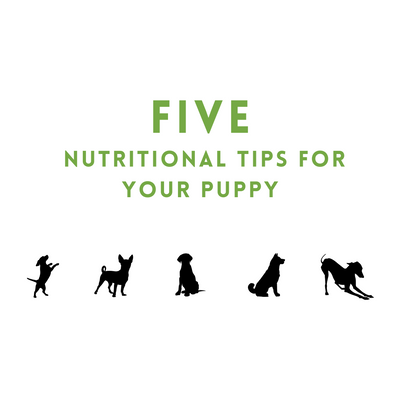 Five Nutritional Tips for Your Puppy