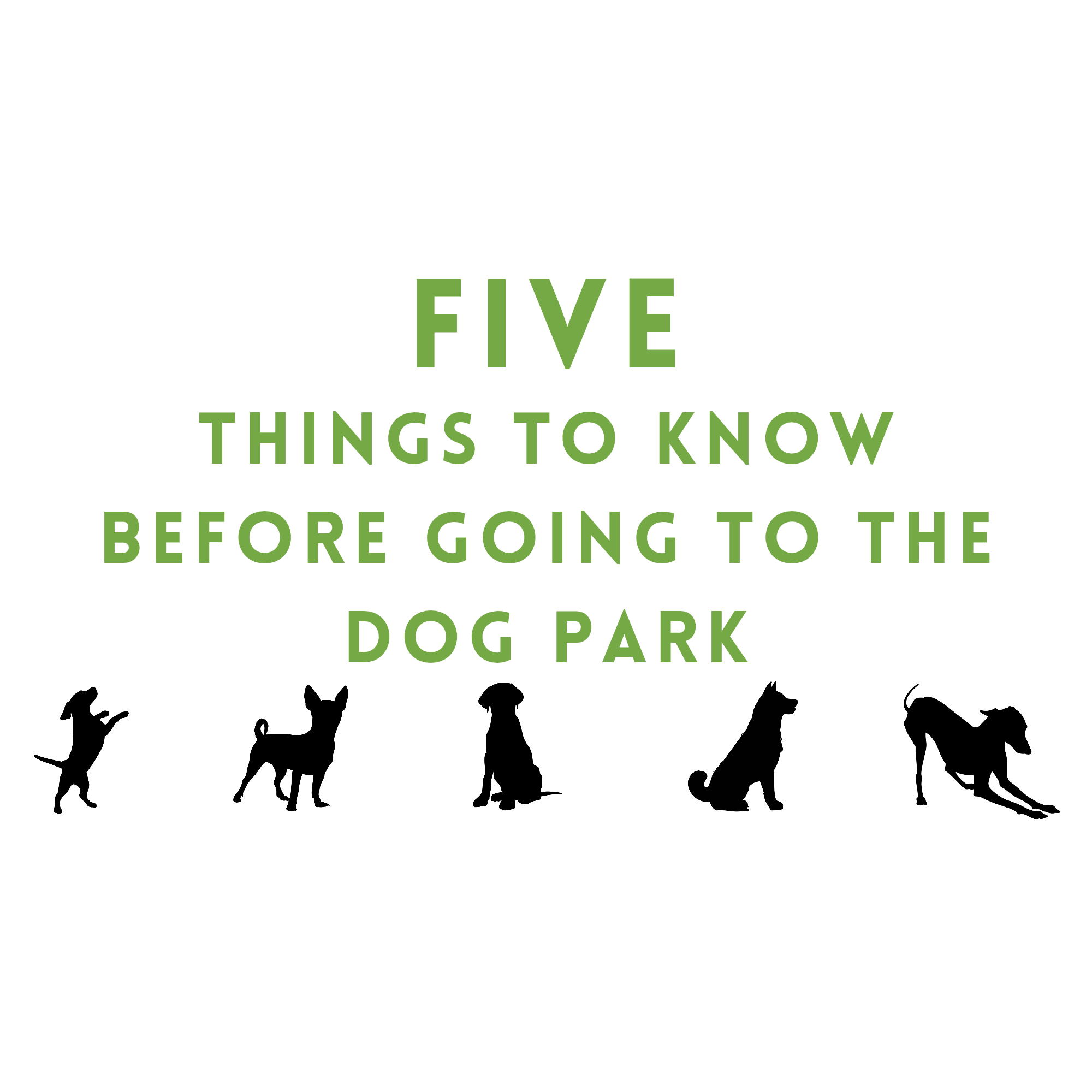 Five Things to Know Before Going to the Dog Park