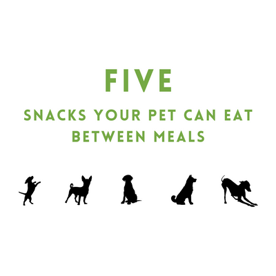 Five Snacks Your Pet Can Eat Between Meals