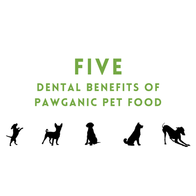 Five Dental Benefits of Pawganic Pet Food