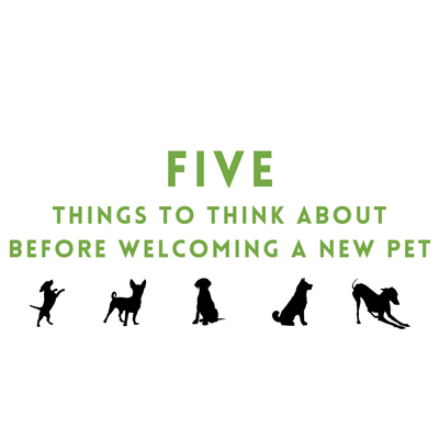 Five Things to Think About Before Welcoming A New Pet