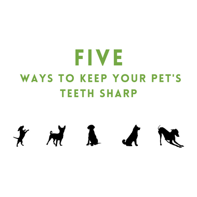 Five Ways to Keep Your pet's Teeth Sharp