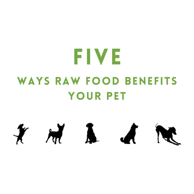 Five Ways Raw Food Benefits Your Pet