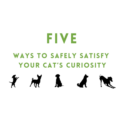 Five Ways to Safely Satisfy Your Cat's Curiosity