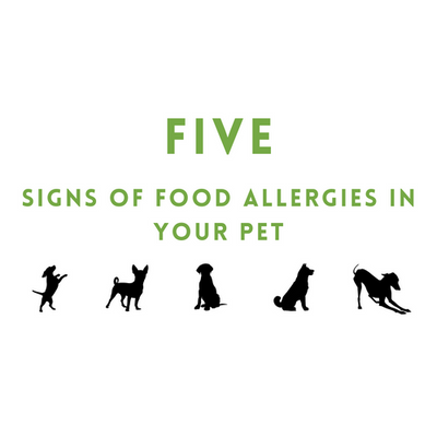 Five Signs of Food Allergies in Your Pet