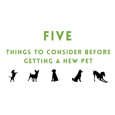 Five Things To Consider Before Getting a New Pet