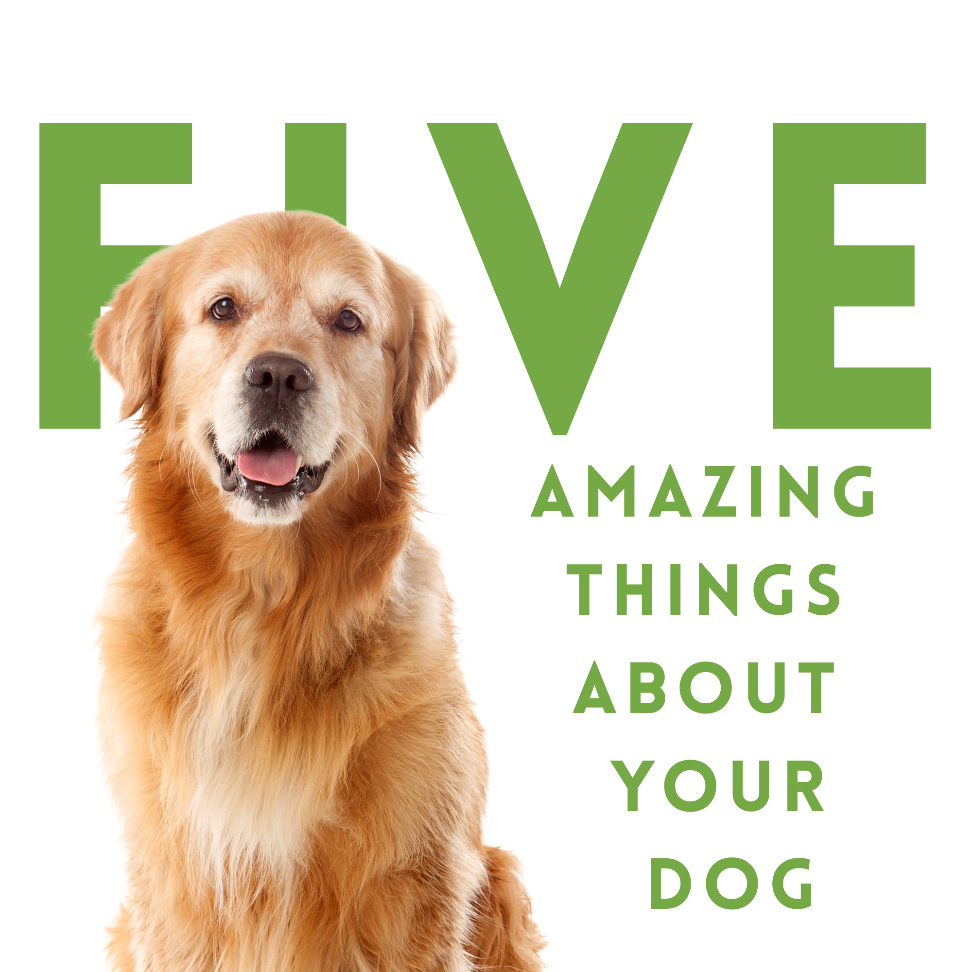 Five Amazing Things About Your Dog
