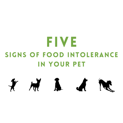 Five Signs of Food Intolerance In Your Pet