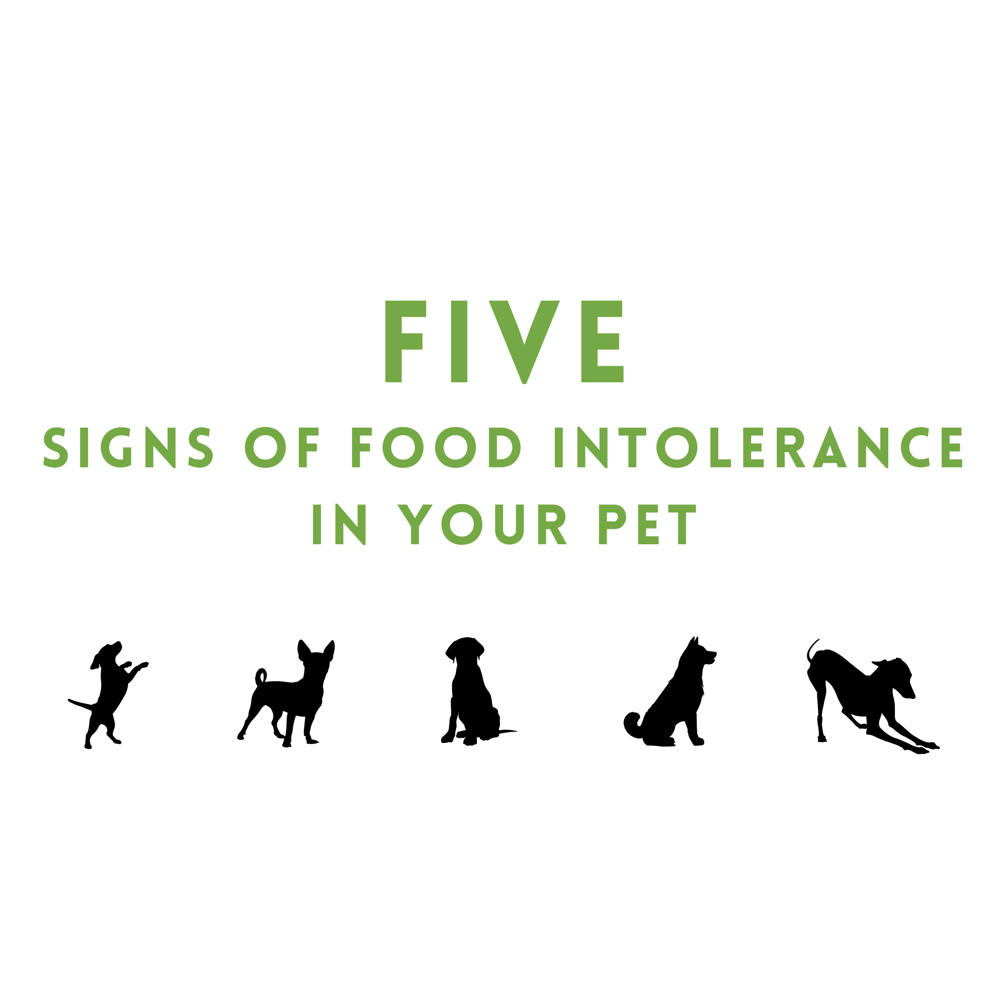 Five Signs of Food Intolerance In Your Pet