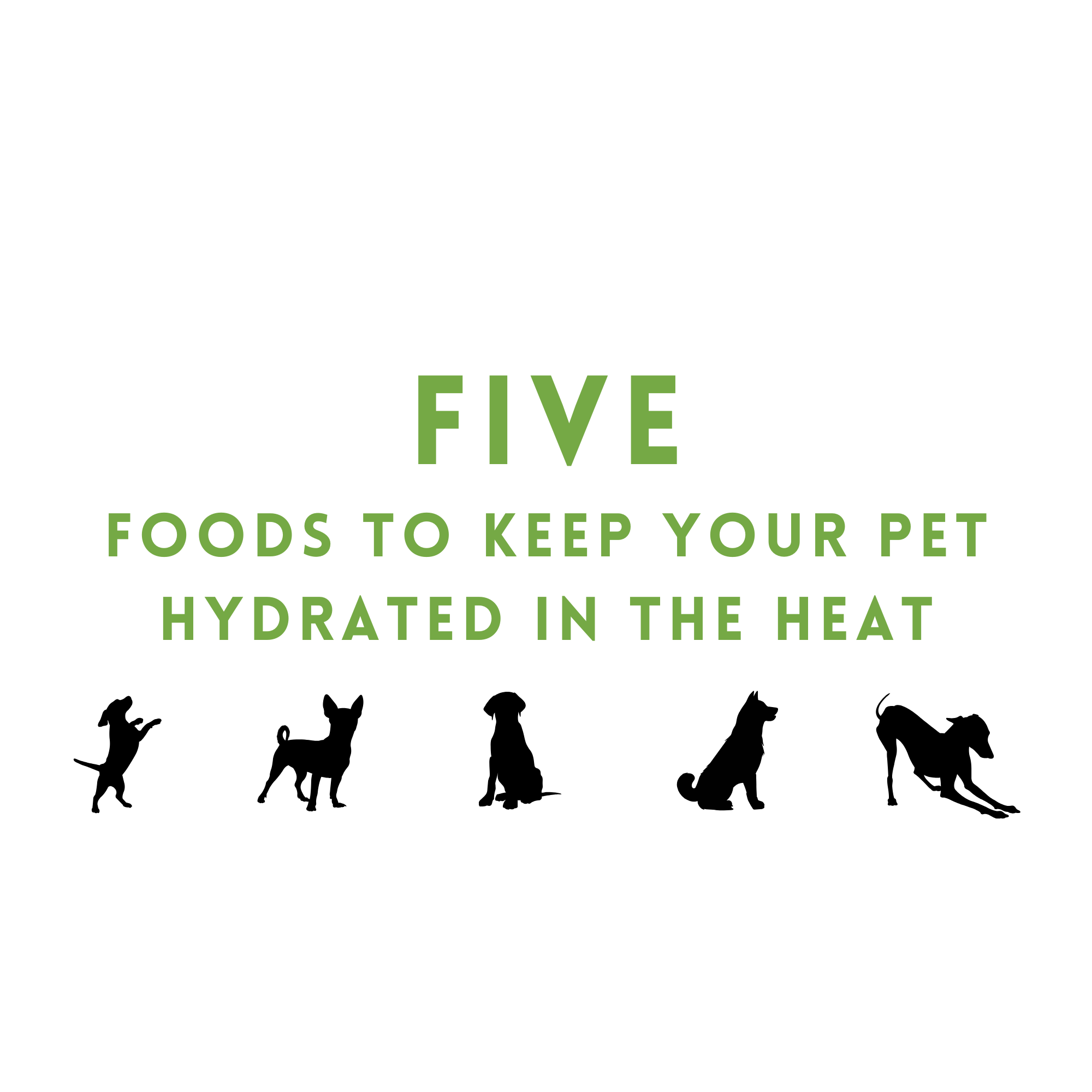 Five Foods to Keep Your pet Hydrated in the Heat