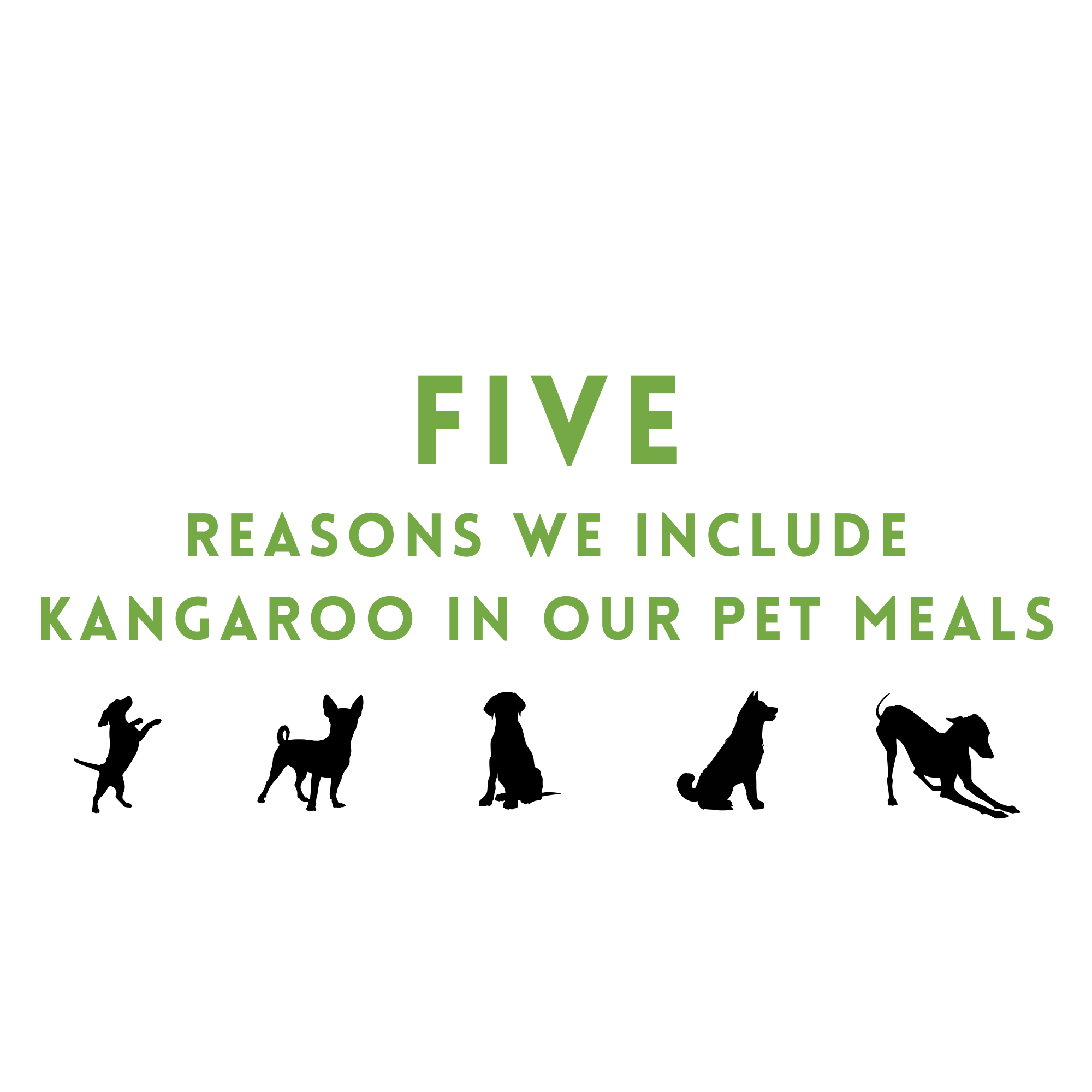 Five Reasons We Include Kangaroo in our Pet Meals