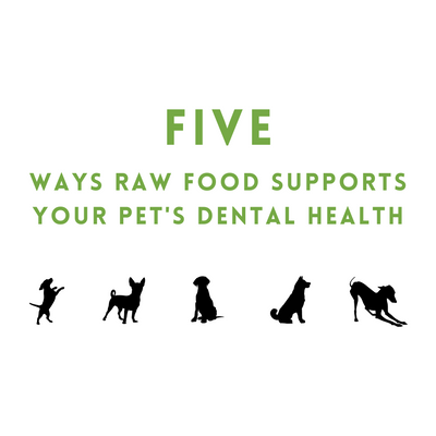 Five Ways Raw Food Supports your Pet's Dental Health