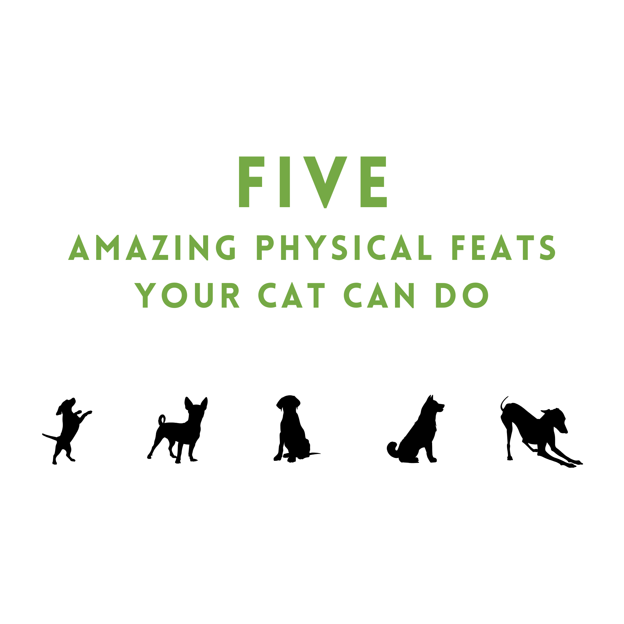Five Amazing Physical Feats Your Cat Can Do