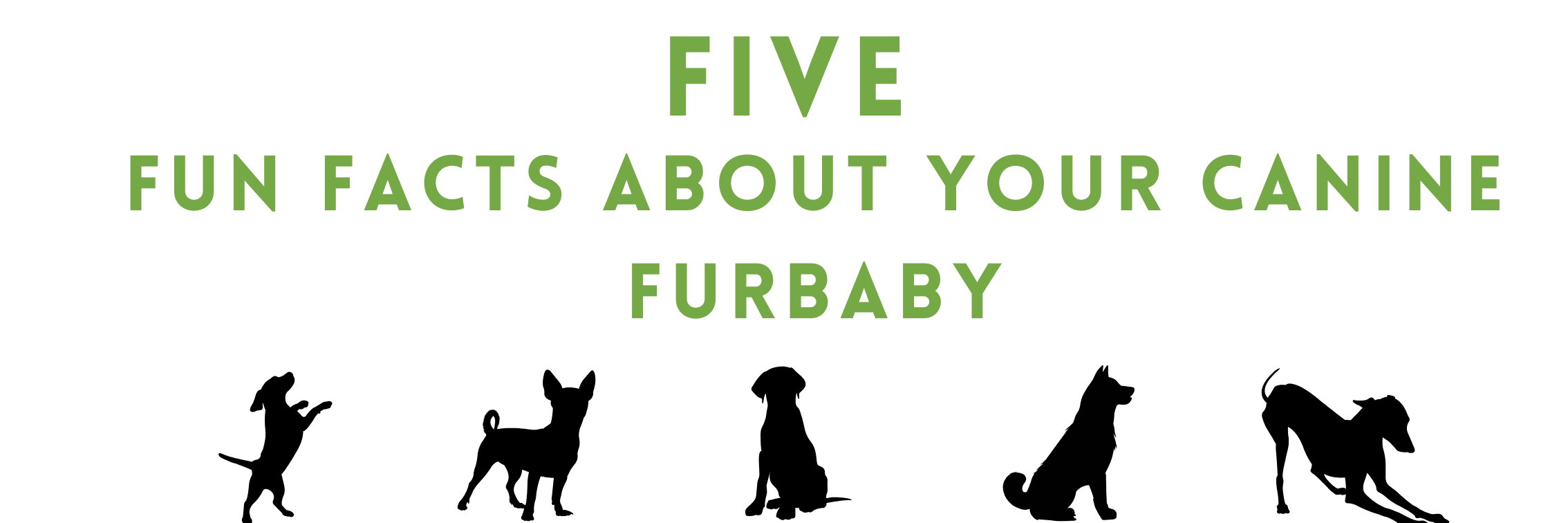 Five Fun Facts About Your Canine Furbaby