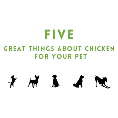 Five Great Things About Chicken For Your Pet